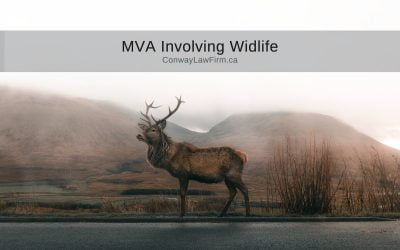 Motor Vehicle Accidents Involving Wildlife